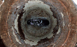 Poly-Triplex Liner